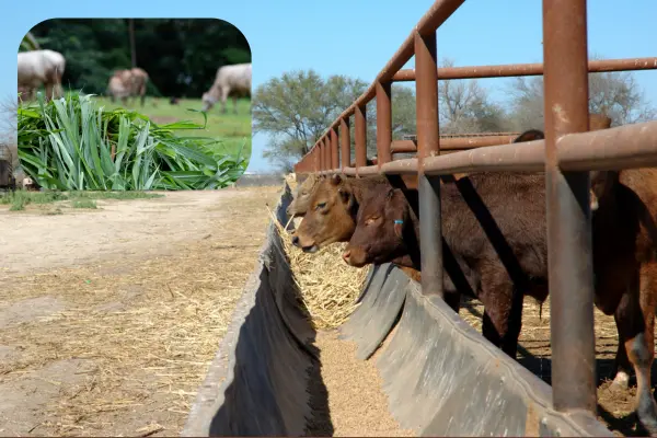 গরুর সুষম খাবার তৈরির উপকরণসমূহের তালিকা ও সঠিক নিয়মাবলী