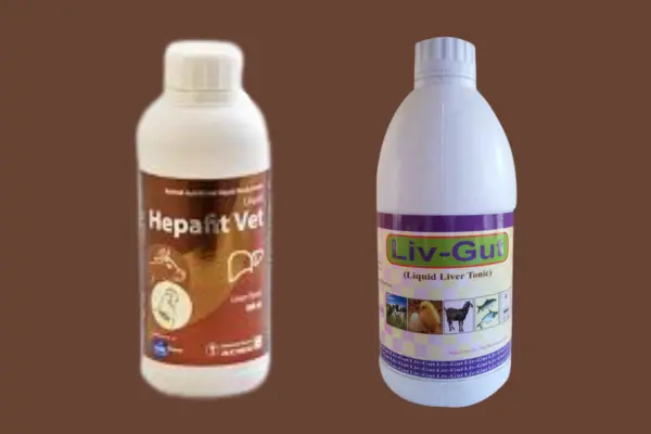 গুরু-ছাগলেকে কৃমির ঔষধ দেবার পর লিভার টনিক দেওয়া কেন দরকার লিভার টনিক কখন ও কেন খাওয়াতে