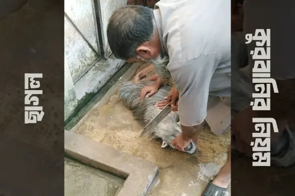 ছাগল কোরবানির নিয়ম (informationbangla.com)