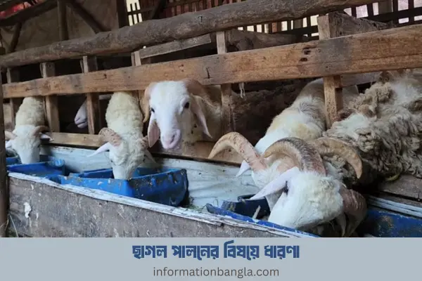 ছাগল খামারের অসুবিধা ও সমস্যাসমূহঃ ছাগল পালনের বিষয়ে ধারণা (informationbangla.com)