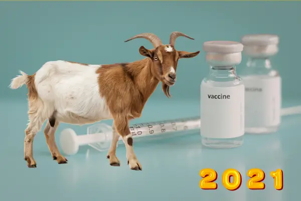 ছাগলের টিকার দাম, ছাগলের টিকার মূল্য তালিকা ২০২১ এবং ছাগলের টিকার তালিকা (informationbangla.com)