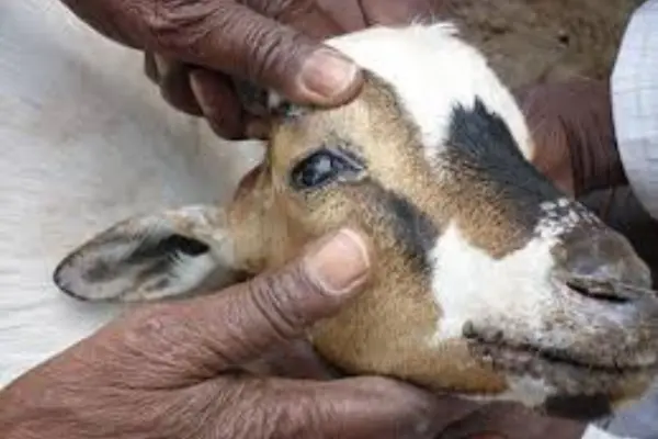 ছাগলের পিপিআর রোগের লক্ষণ, প্রতিকার, চিকিৎসা, টিকা ব্যবহার বিধি ও ভ্যাকসিন দেওয়ার নিয়ম