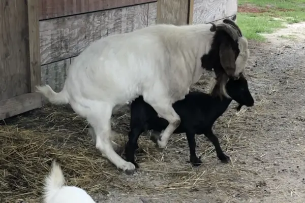 ছাগলের প্রজননের কাল ও ছাগলের প্রজনন সময় কোনটি (informationbangla.com)