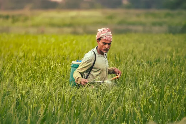ধানের পোকা ও কীটনাশক সমূহের নামের তালিকাঃ বোরো ধানের বিভিন্ন পোকা, রোগ ও আগাছা ব্যবস্থাপনা