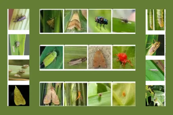 ধানের বিভিন্ন রোগ ও পোকা চিহ্নিতকরণ ও সমন্বিত দমন ব্যবস্থাপনা