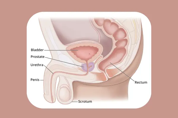 পুরুষ লিঙ্গের সঠিক সাইজ কত, বিজ্ঞান ও বাস্তবতা কী বলে