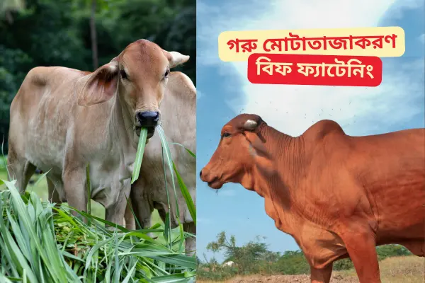 বিফ ফ্যাটেনিং বা গরু মোটাতাজাকরণ কী, উদ্দেশ্য, সুবিধা-অসুবিধা, সমস্যা ও উপকারিতা