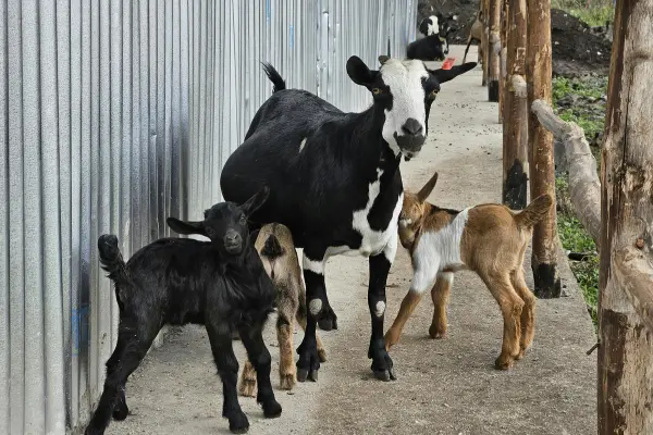 ভিটামিন “এ” এর অভাবে ছাগলের কি কি রোগ হয়