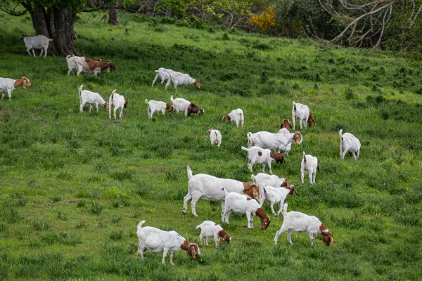 যে ভাবে একটি আদর্শ ছাগল খামার শুরু করবেন, ছাগল খামার পরিকল্পনা, ছাগল খামার তৈরি (informationbangla.com)