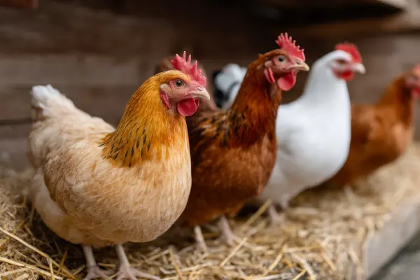 লাভজনকভাবে দেশি মুরগি পালন পদ্ধতি (informationbangla.com)