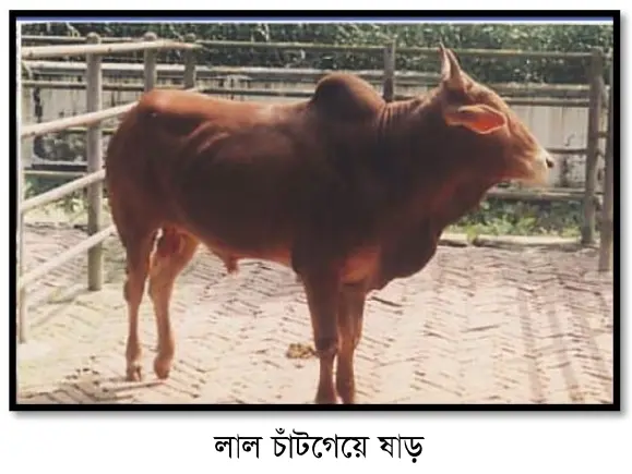 লাল চাঁটগেয়ে ঘাড় গরুর ছবি (Red Chittagong)