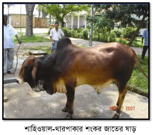 শাহিওয়াল ও থারপাকার এর ক্রস জাতের ঘাড় গরুর ছবি