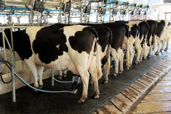 ১০০টি গাভী পালন, দুধ উৎপাদন ও দুধ সংরক্ষণ সংশ্লিষ্ট প্রশ্নোত্তর ১০০টি গাভী পালন, দুধ উৎপাদন ও দুধ সংরক্ষণ সংশ্লিষ্ট প্রশ্নোত্তর