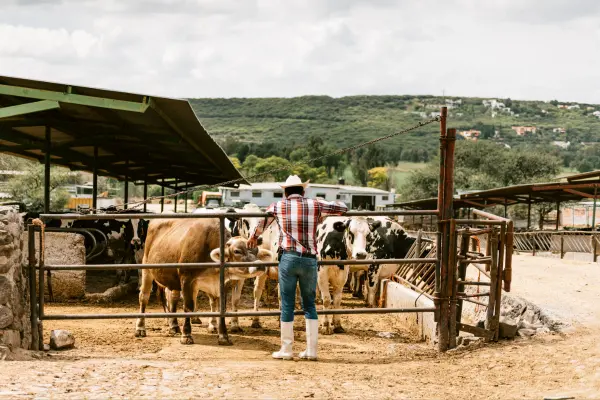 ৮টি জরুরি বিষয় যা গরুর খামার করে সফলতা পেতে মানতেই হবে (informationbangla.com)