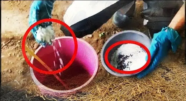 ইউএমএস (UMS) তৈরির আনুপাতিক চার্ট