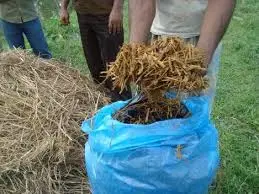 ইউরিয়া মোলাসেস মিশ্রিত খড় (UMS) তৈরি