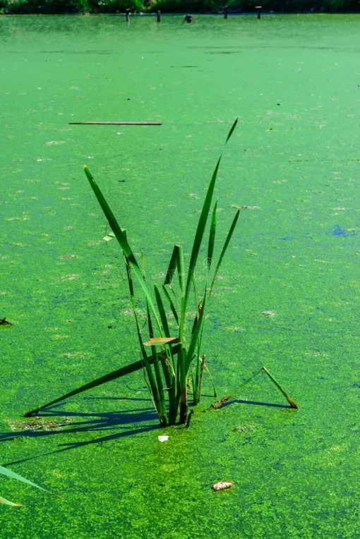 এলজি চাষ by informationBangla.com (ইনফরমেশন বাংলা ডটকম)