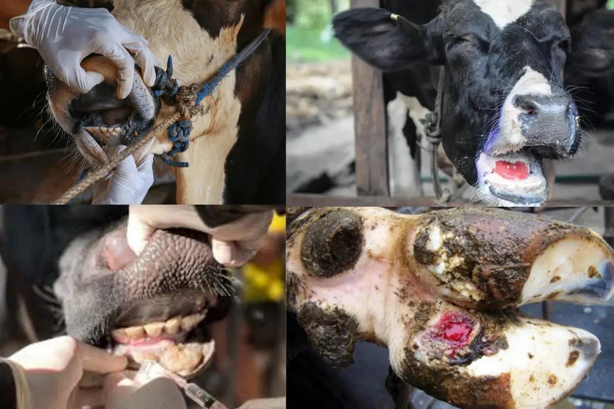 ক্ষুরা রোগের চিকিৎসা, ক্ষুরা রোগ সতর্কতা ও করণীয় কি, FMD,এফএমডি, Foot & Mouth Disease