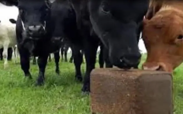 গরুকে ইউরিয়া মোলাসেস ব্লক খাওয়ানোর নিয়ম ও সতর্কতা