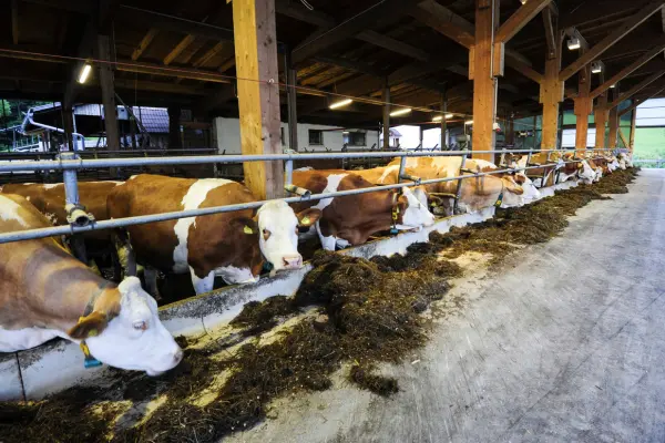 গরুর খাদ্য ও খাবার by informationBangla.com (ইনফরমেশন বাংলা) (3)