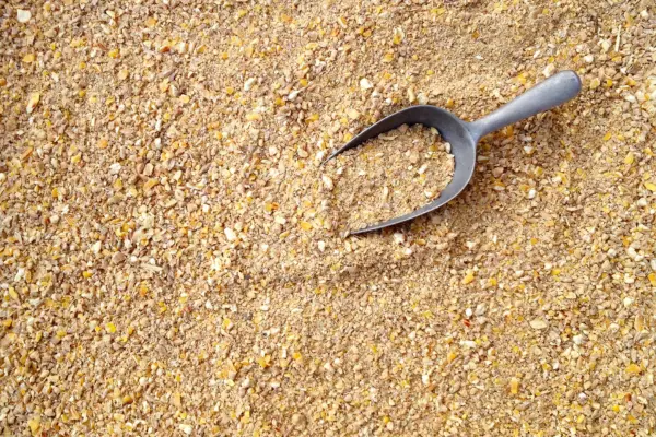 গরুর খাদ্য ও খাবার by informationBangla.com (ইনফরমেশন বাংলা) (4)