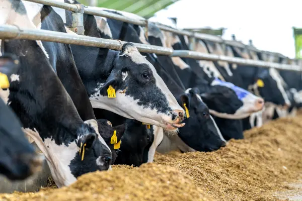 গরুর খাদ্য ও খাবার by informationBangla.com (ইনফরমেশন বাংলা) (5)