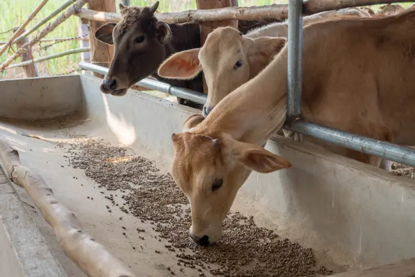 গরুর খাদ্য ও খাবার by informationBangla.com (ইনফরমেশন বাংলা) (7)