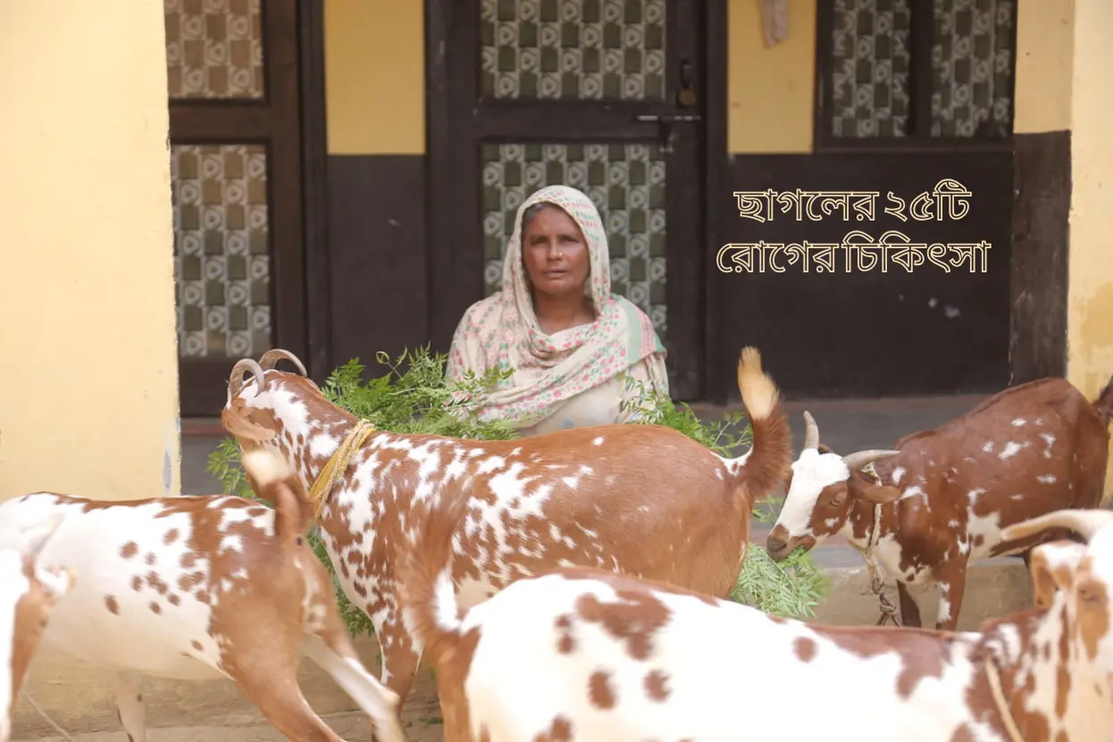 ছাগলের ২৫টি রোগের চিকিৎসা, ছাগলের রোগ ও প্রতিকার, ছাগলের কি কি অসুখ হয়