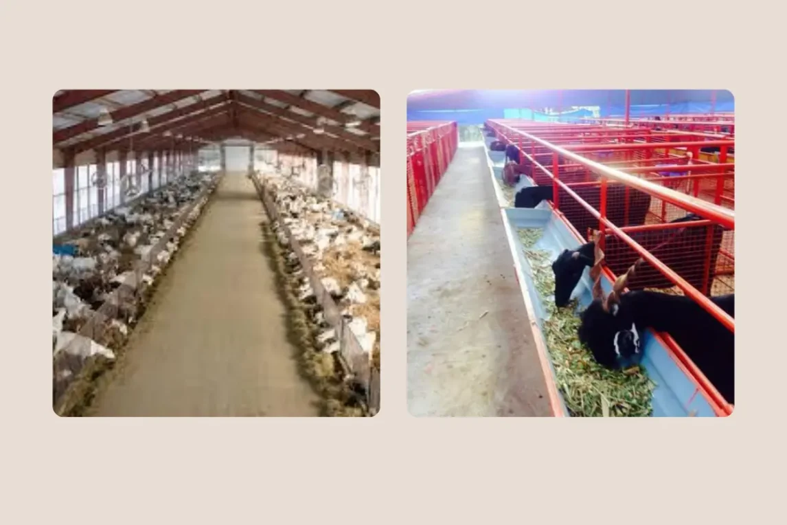 স্টল ফিডিং পদ্ধতিতে ছাগল পালন পদ্ধতি স্টল ফিডিং পদ্ধতিতে ছাগল পালন পদ্ধতি