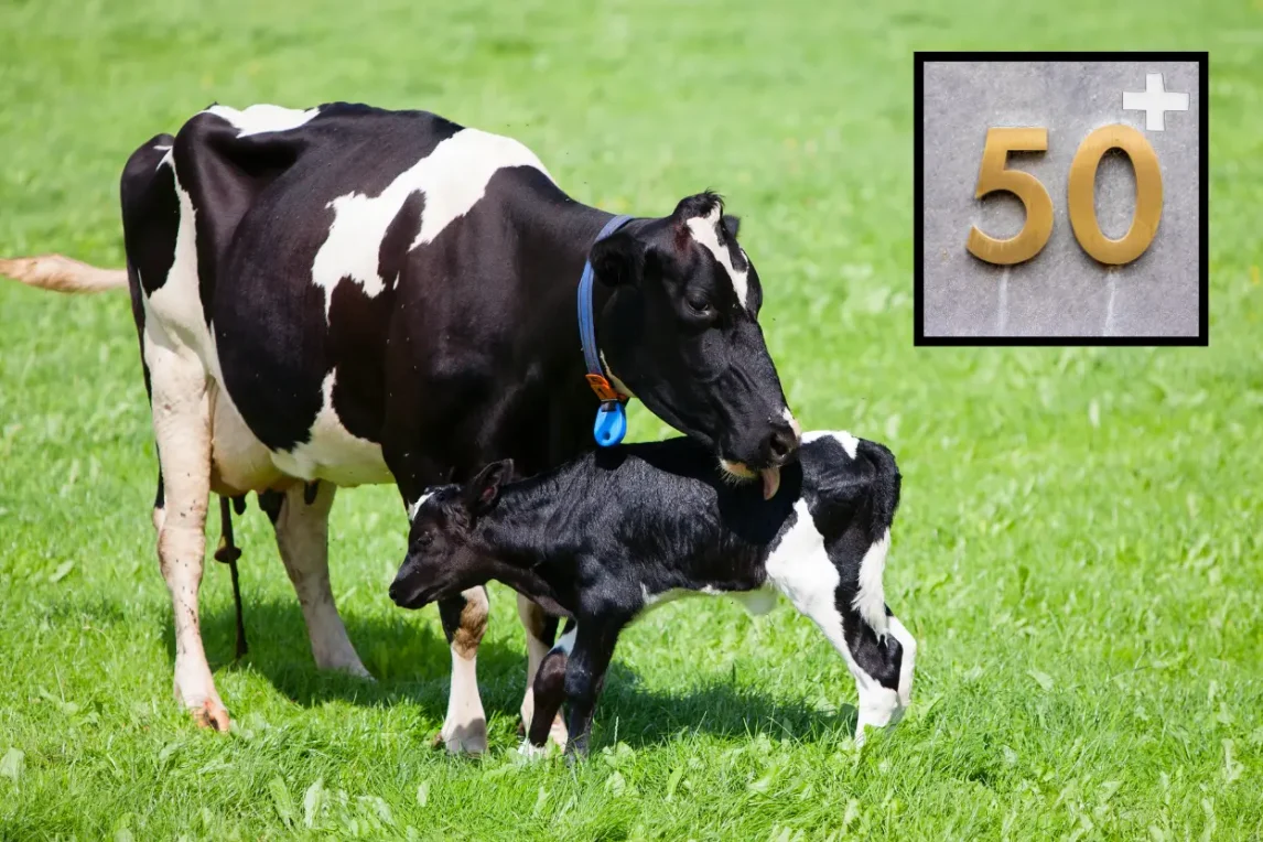 ৫০+ গাভী/গরুর ঔষধ সমূহঃ গাভী/গরুর কোন রোগের কি ঔষধ? গবাদি পশুর চিকিৎসা ৫০+ গাভী-গরুর ঔষধ সমূহঃ গাভী-গরুর কোন রোগের কি ঔষধ, গবাদি পশুর চিকিৎসা