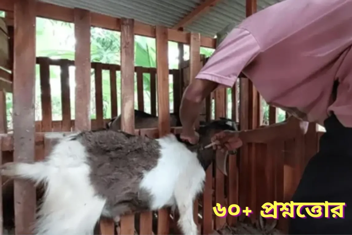 ৬০+ প্রশ্নত্তোরঃ ছাগলের কোন রোগের কি ঔষধ? ছাগল পালন গাইড ৬০+ প্রশ্নত্তোরঃ ছাগলের কোন রোগের কি ঔষধ, ছাগল পালন গাইড