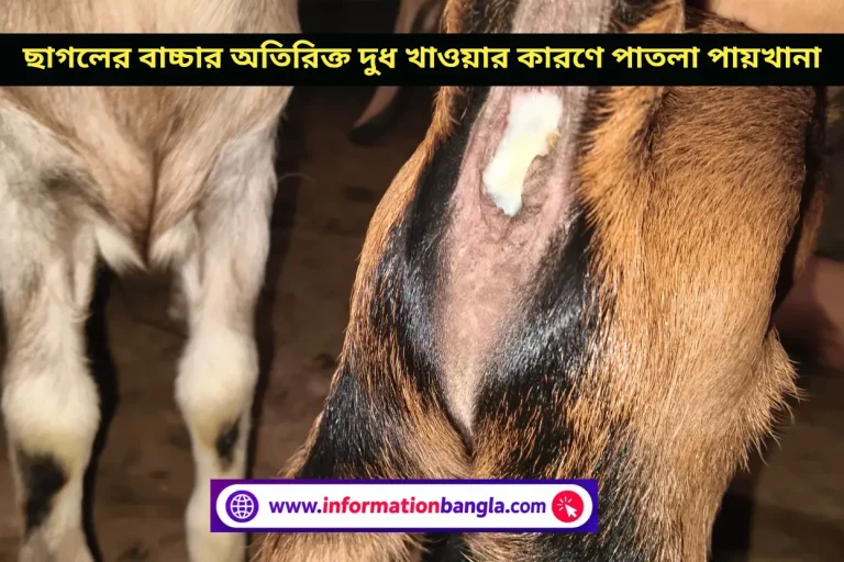 ছাগলের বাচ্চার অতিরিক্ত দুধ খাওয়ার কারণে পাতলা পায়খানা~ছাগলের বাচ্চার অতিরিক্ত দুধ খাওয়ার কারণে পাতলা পায়খানা~InformationBangla.com~ইনফরমেশন বাংলা ডটকম