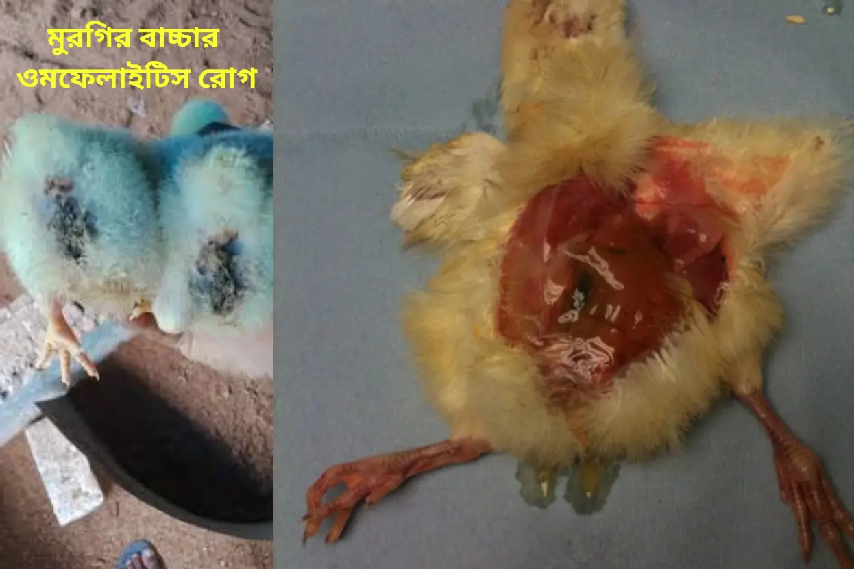 মুরগির বাচ্চার নাভি কাঁচা বা নাভি ফোলা রোগ ওমফেলাইটিস ও তার প্রতিকার~ওমফেলাইটিস (Omphalities)~ইনফরমেশন বাংলা ডটকম~informationbangla.com