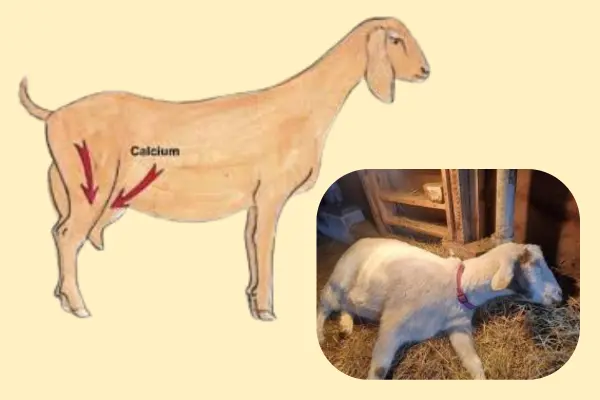 ছাগলের দুধ জ্বর বা মিল্ক ফিভার রোগের লক্ষণ ছাগলের দুধ জ্বর বা মিল্ক ফিভার রোগের লক্ষণ